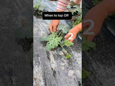 Watermelon Farming When To Cut Off The Top  #farming #agriculture
