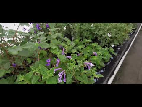 Dibleys Nurseries, National Plant Collection of Streptocarpus - Lynne Dibley