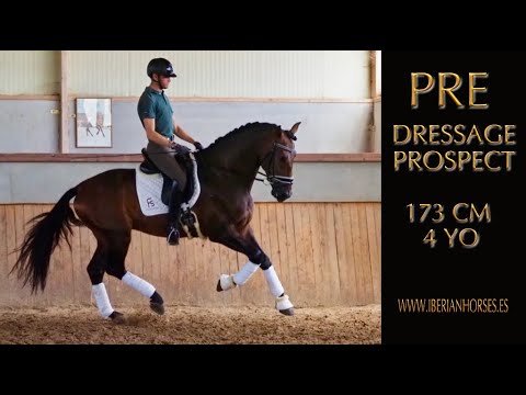 SPECIAL PRE HORSE FOR DRESSAGE