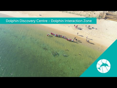 Dolphin Discovery Centre Bunbury