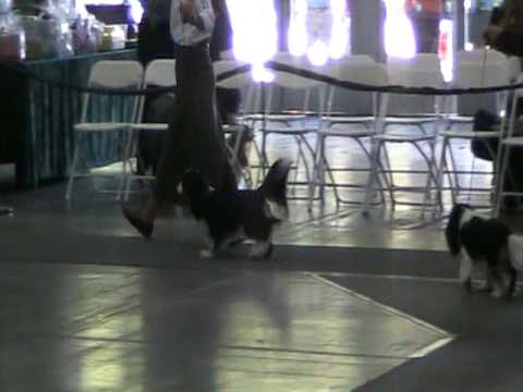 PAVI 1 DEL VALLE 2009