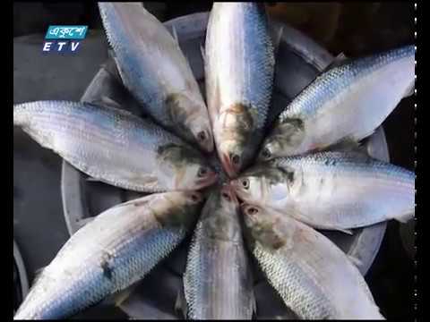 অবৈধ পাচার বন্ধে ইলিশ রফতানির সুযোগ