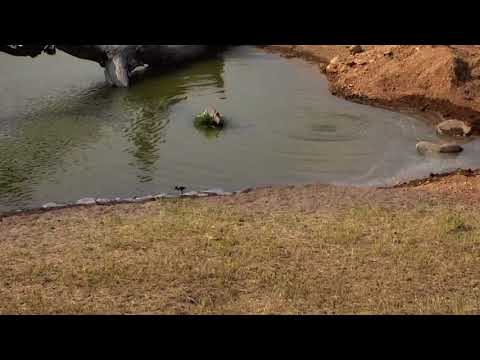 Djuma: Blacksmith Lapwing chick - 14:37 - 09/06/18