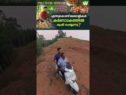 മലയാളി വിജയിപ്പിച്ച കർണ്ണാടകത്തിലെ കവുങ്ങിൻ കൃഷി |തൈകൾ ആവശ്യമുണ്ടോ?  #farming