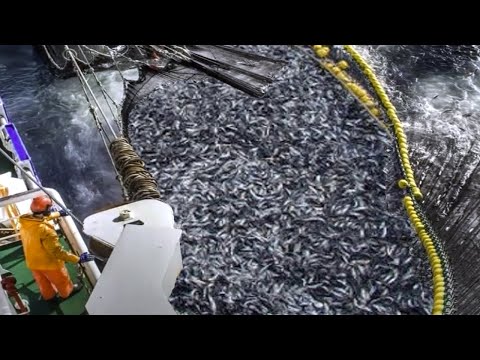 Trawl Net Fishing On The Big Boat - Catch Hundreds Tons Herring At Sea, Biggest Fishing Net #04