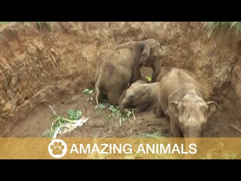 Four Baby Elephants Rescued From Well