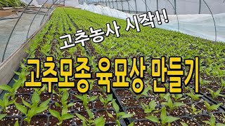 고추농사준비! 고추모종 전열 육묘상 만들기 만드는방법 고추재배