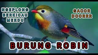 Download lagu SUARA BURUNG ROBIN GACOR | KICAU MANIA mp3