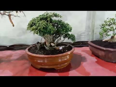 Pameran Bonsai Sragen 13 Mei 2022