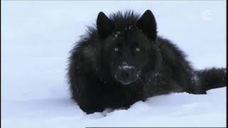 Judas Priest ~ Lone Wolf