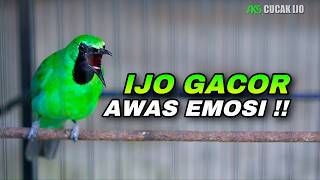 Download lagu AWAS EMOSI ! CUCAK IJO GACOR FULL BUKA PARUH VOL UP COCOK UNTUK MENAIKKAN EMOSI IJO DEWASA mp3