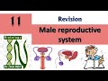 Revision male genital system-Histology