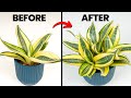 Grow Your Snake Plant 3x FASTER