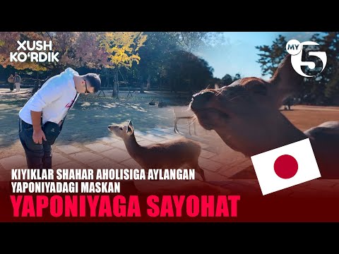 Kiyiklar shahar aholisiga aylanganYaponiyadagi maskan | XUSH KO'RDIK
