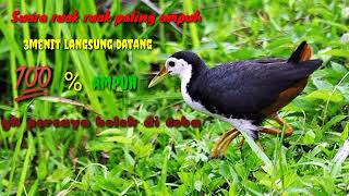 Download lagu 🔴Suara pikat ruak ruak paling ampuh 3menit langsung datang gak percaya boleh di coba mp3