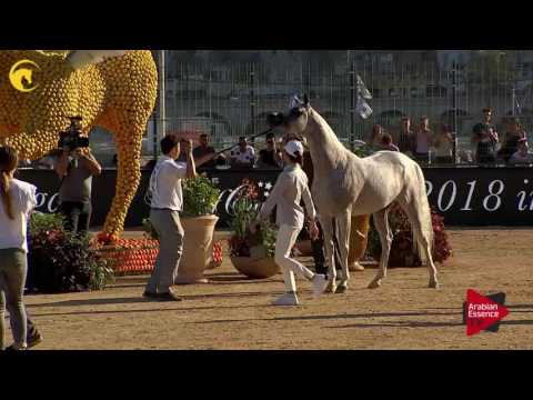 N.73 SHIRIN BY AISHA - MENTON 2017 - Mares 7 years old and above (Class 5)