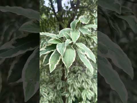 Cornus capitata Silver Lining