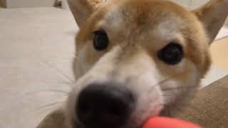 みたとボールで遊んでみた。#柴犬#犬との暮らし#日常#面白い？#かわいい？#shibainu
