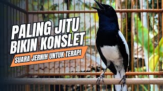 Download lagu suara BURUNG kacer GACOR ngeplong KONSLET Tarung ini Paling Ampuh buat PANCINGAN KACER agar EMOSI mp3 Download lagu suara BURUNG kacer GACOR ngeplong KONSLET Tarung ini Paling Ampuh buat PANCINGAN KACER agar EMOSI mp3