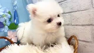 ハーフ犬の動画01