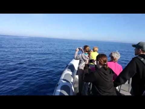 Great excursion!! great day!! It's a beautiful morning ????Dolphin watching ???? #alcudiaseaexplorer