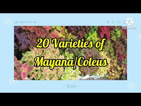 VLOG#8 4/25/21 #20varietiesof mayana/coleus