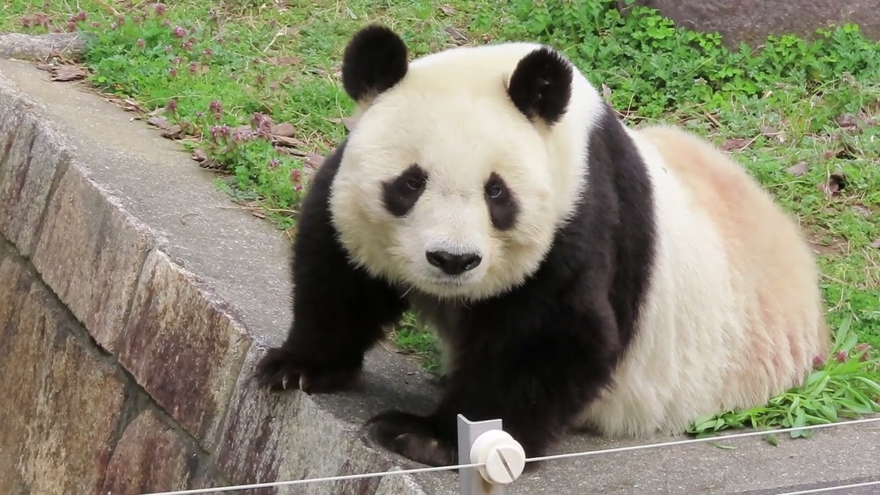 2020年3月31日【選】奥ゆかしくアピールするパンダ