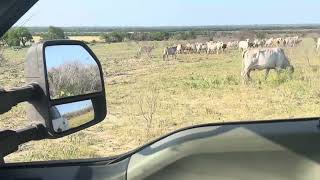 Gentle Brahman cows raising a huge set of f1 braford calves