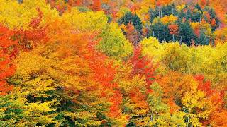 "The Soothing Peace of Autumn" Beautiful Relaxing Music, Peaceful Instrumental Music by Tim Janis
