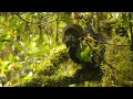 Blue Monkey spotted on one of the Kilimanjaro Adventures