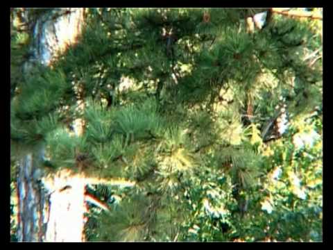 Camelia Conovici Vulpoiu - Am Plecat De Acasa