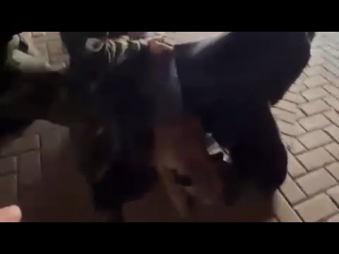 Onça encontrada no centro de Faxinal é resgatada pela Polícia Ambiental