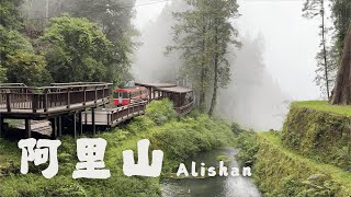 Alishan Forest Therapy | A Healing Journey in Taiwan’s Mountains