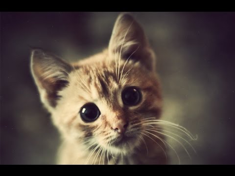 What cats want most in life