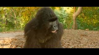 #Hello Charlie Movie | #Gorilla Comedy Scene Part-4 Jackie Shroff, Aadar Jain #Funny Movie.