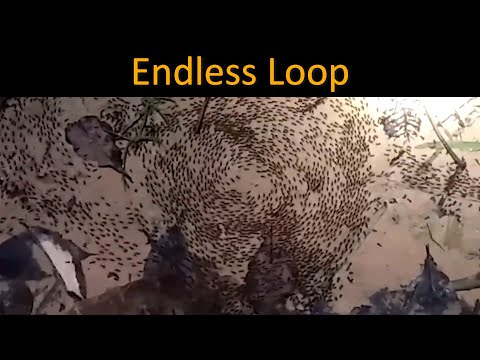 How does the ANT DEATH SPIRAL occur?