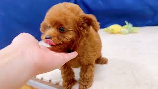 トイプードルの動画01