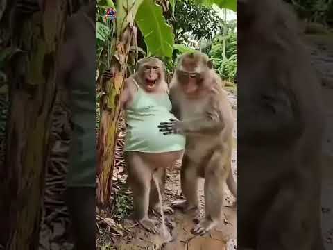 You Won't Stop Laughing at This Monkey! 🤣#monkey #viral #shorts