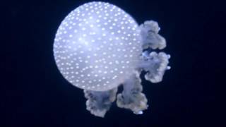 Thomas Newman – Ghosts