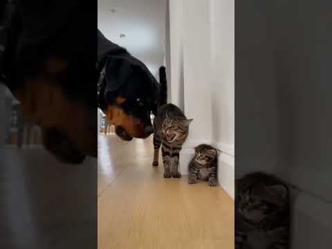 DOG Tries to BULLY Tiny Kitten...then THIS Happens! #cats #ring #cctv #bear #catlovers #animallovers
