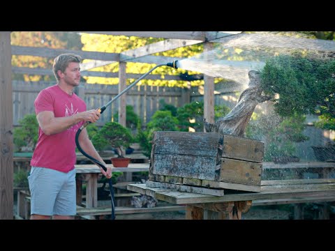 Do THIS to your Bonsai in Autumn