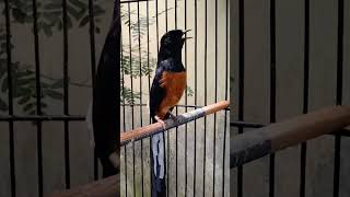 Download lagu Murai Raja Rimba isian Mewah https://youtu.be/E2bznPctTxc mp3