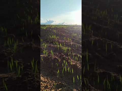 Faz.pra arrendamento 7 mil hectares no Pará Santana do Araguaia zap.91982165639