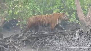 preview picture of video 'Royal Bengal Tiger Spotted from Boat IN Sundarban'