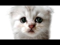 HOW THE SHIZ AM I A CAT Thx 300 Views Pluz Great Information
