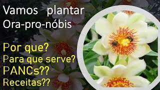 Plantando ora-pro-nóbis, PQ?