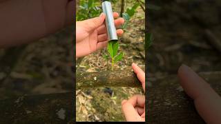 Download lagu Innovative fruit tree grafting: Steel tube method #grafting #smartfarming #organicfarming mp3 Download lagu Innovative fruit tree grafting: Steel tube method #grafting #smartfarming #organicfarming mp3