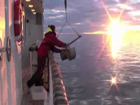 Exploring Marine Life in the Baltic Sea  Oceana Expedition