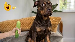 Smarty Funny Animal Video Clips 😹🐶 The Funniest cat & dog Moments Compilation 🐾