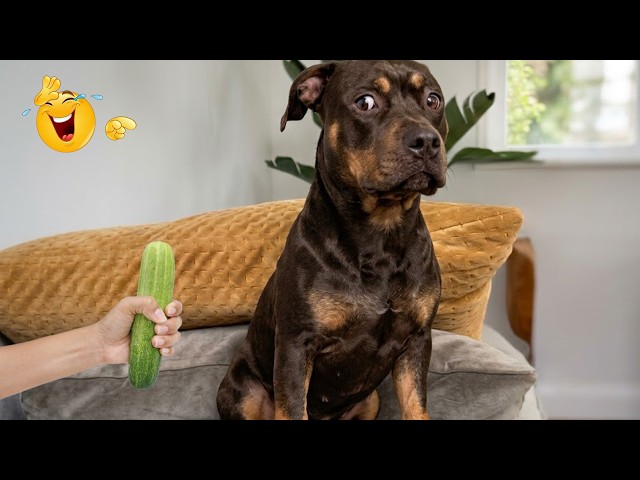 Smarty Funny Animal Video Clips 😹🐶 The Funniest cat & dog Moments Compilation 🐾
